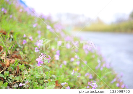 路邊盛開的紫色花朵 路邊盛開的紫色花朵 138999790