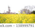 公園裡一大片油菜花田 138999791