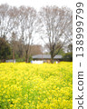 A large field of rapeseed flowers in the park 138999799
