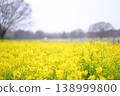 A large field of rapeseed flowers in the park 138999800