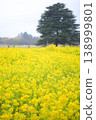 A large field of rapeseed flowers in the park 138999801