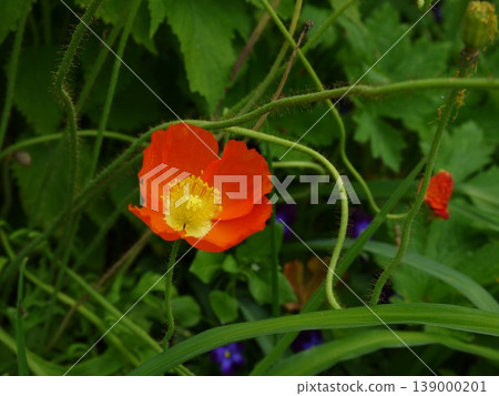 Orange flowers Orange flowers 139000201