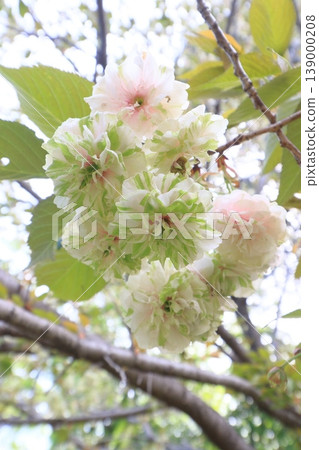 園裡櫻——一種開綠色花朵的櫻花樹。 139000208