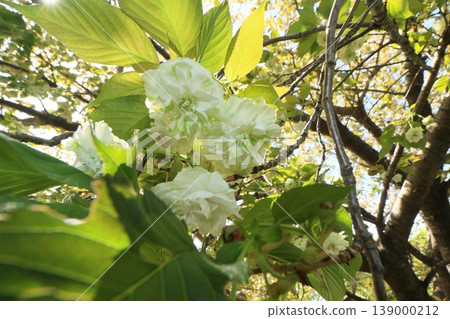 園裡櫻——一種開綠色花朵的櫻花樹。 139000212