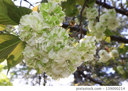 Sonosatokizakura - A cherry tree that bears green flowers. 139000214
