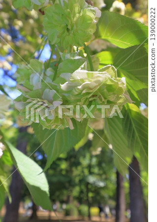 園裡櫻——一種開綠色花朵的櫻花樹。 園裡櫻——一種開綠色花朵的櫻花樹。 139000222