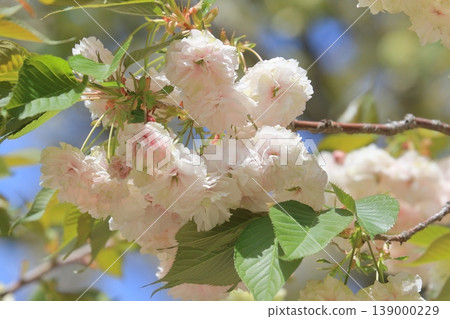 園裡櫻——一種開綠色花朵的櫻花樹。 139000229