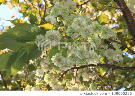 Sonosatokizakura - A cherry tree that bears green flowers. 139000236