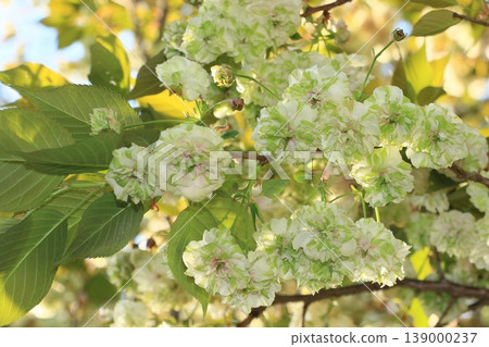 園裡櫻——一種開綠色花朵的櫻花樹。 139000237
