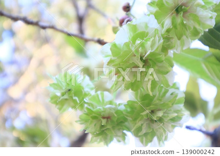 園裡櫻——一種開綠色花朵的櫻花樹。 園裡櫻——一種開綠色花朵的櫻花樹。 139000242