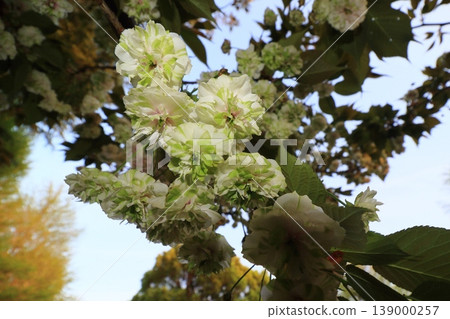 Sonosatokizakura - A cherry tree that bears green flowers. Sonosatokizakura - A cherry tree that bears green flowers. 139000257