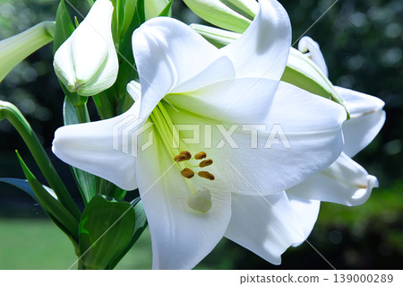 Close-up of a trumpet lily 139000289