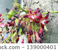 Close-up of vibrant red and purple star fruit carambola flowers blooming on a tree trunk. Delicate blossoms with white centers and emerging green fruits capture the beauty of tropical flora in detail. 139000401