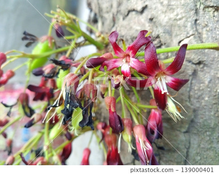 Close-up of vibrant red and purple star fruit carambola flowers blooming on a tree trunk. Delicate blossoms with white centers and emerging green fruits capture the beauty of tropical flora in detail. Close-up of vibrant red and purple star fruit carambola flowers blooming on a tree trunk. Delicate blossoms with white centers and emerging green fruits capture the beauty of tropical flora in detail. 139000401