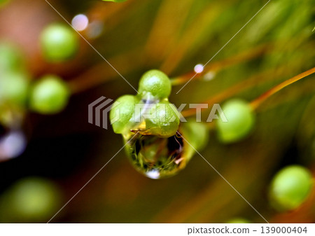 苔蘚上沾滿了晨露。 苔蘚上沾滿了晨露。 139000404