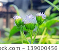 Close-up shot of delicate purple and white flowers with vibrant green leaves in a natural setting. A tiny insect rests on one bloom, highlighting the intricate beauty of nature. 139000456