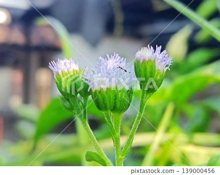 Close-up shot of delicate purple and white flowers with vibrant green leaves in a natural setting. A tiny insect rests on one bloom, highlighting the intricate beauty of nature. 139000456