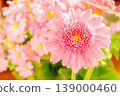 Pink gerberas and cineraria 139000460