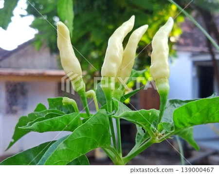 Close-up of fresh white chili peppers ripening on a vibrant green plant under natural sunlight. Perfect for culinary, gardening, or spicy food content. Close-up of fresh white chili peppers ripening on a vibrant green plant under natural sunlight. Perfect for culinary, gardening, or spicy food content. 139000467