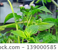 A close-up shot of delicate small white and light purple flowers blooming on a vibrant green plant, showcasing nature's intricate beauty and growth. 139000585