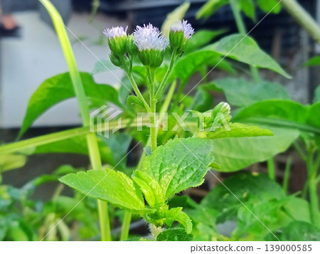 A close-up shot of delicate small white and light purple flowers blooming on a vibrant green plant, showcasing nature's intricate beauty and growth. 139000585