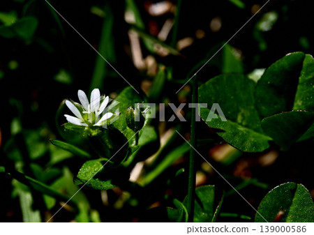 Tiny white flowers of chickweed Tiny white flowers of chickweed 139000586
