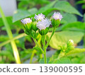 A close-up view of delicate white and light purple wild flowers blooming beautifully amidst lush green foliage. Perfect for nature, spring, or botanical themes. 139000595