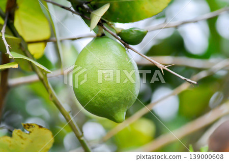 lemon tree or lemon plant or Citrus limon or Citrus x limonum Risso or Citrus x limonia Osbeck or RUTACEAE , lemon fruit lemon tree or lemon plant or Citrus limon or Citrus x limonum Risso or Citrus x limonia Osbeck or RUTACEAE , lemon fruit 139000608