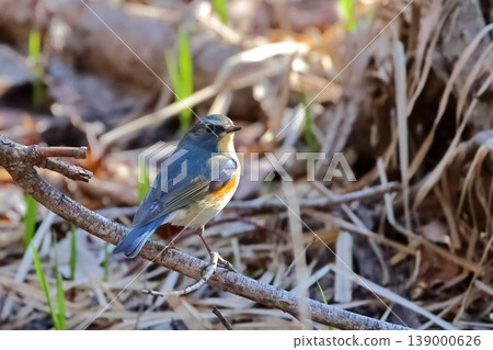 A blue jewel: Male Siberian Blue Robin, April A blue jewel: Male Siberian Blue Robin, April 139000626