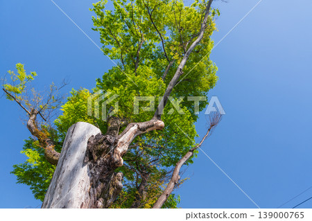 春天,藍天下,一棵老樹映襯著天空。 春天,藍天下,一棵老樹映襯著天空。 139000765
