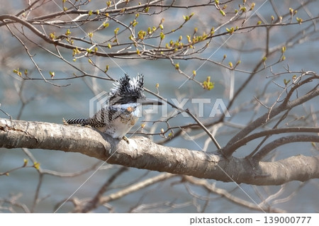 一隻鳳頭翠鳥沐浴在春日的陽光下 139000777