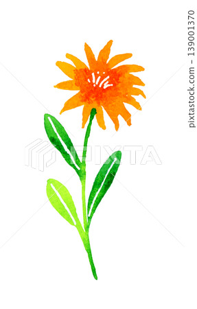 Bright orange flowers - hand-drawn watercolor illustration of plants 139001370