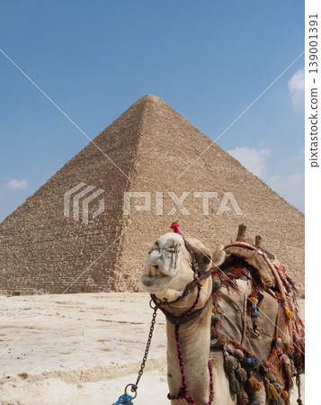 Camels and pyramids Camels and pyramids 139001391