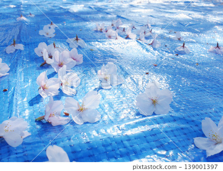 Blue tarp and cherry blossoms Blue tarp and cherry blossoms 139001397