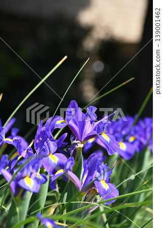 Dutch iris Dutch iris 139001462
