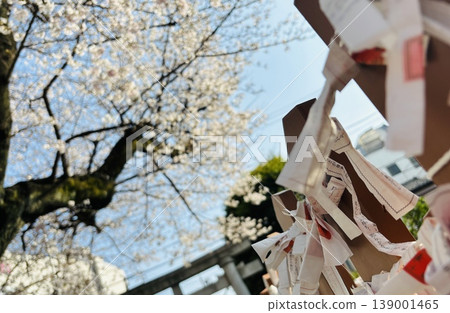 Omikuji和櫻花 139001465