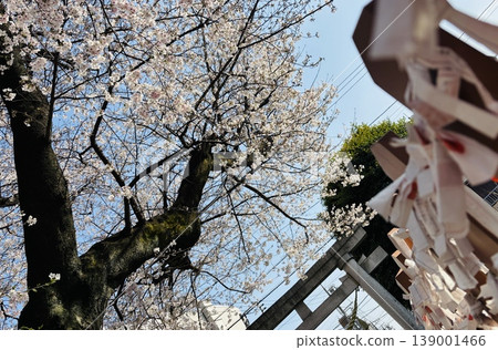 Omikuji和櫻花 139001466