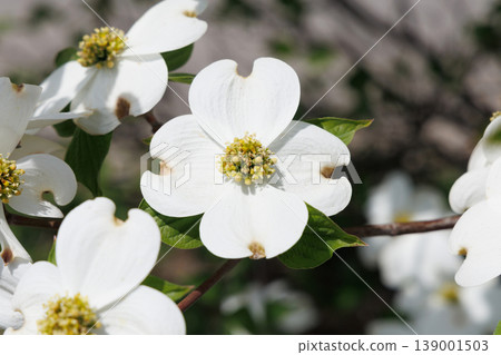Dogwood Dogwood 139001503