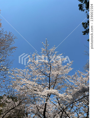 Cherry treetops reaching towards the blue sky - a spring scene viewed from above. Cherry treetops reaching towards the blue sky - a spring scene viewed from above. 139001504