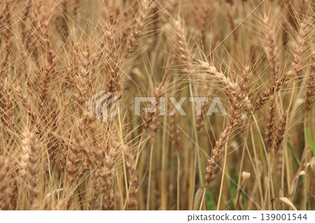 A rich wheat field A rich wheat field 139001544