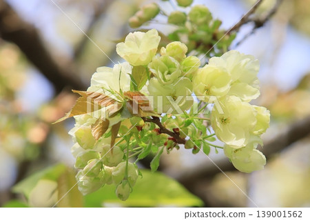 Light green cherry blossoms, turmeric cherry blossoms, turmeric cherry blossoms, cherry blossoms, turmeric in full bloom Light green cherry blossoms, turmeric cherry blossoms, turmeric cherry blossoms, cherry blossoms, turmeric in full bloom 139001562