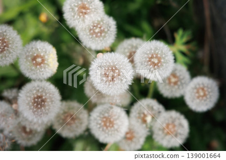 Dandelion's fluff Dandelion's fluff 139001664
