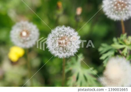Dandelion's fluff Dandelion's fluff 139001665