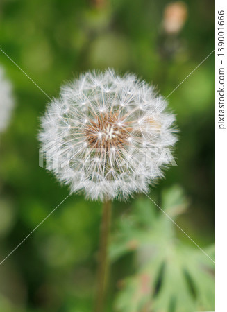 Dandelion's fluff Dandelion's fluff 139001666