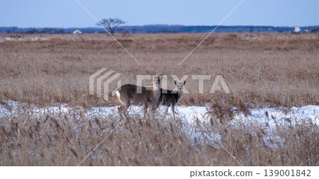 Wild Ezo deer thrive in winter on the Notsuke Peninsula in Betsukai Town, Hokkaido. Wild Ezo deer thrive in winter on the Notsuke Peninsula in Betsukai Town, Hokkaido. 139001842