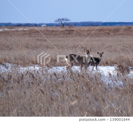 Wild Ezo deer thrive in winter on the Notsuke Peninsula in Betsukai Town, Hokkaido. Wild Ezo deer thrive in winter on the Notsuke Peninsula in Betsukai Town, Hokkaido. 139001844