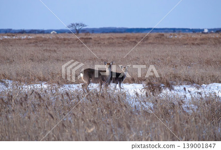 Wild Ezo deer thrive in winter on the Notsuke Peninsula in Betsukai Town, Hokkaido. 139001847