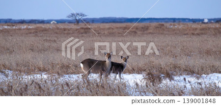 Wild Ezo deer thrive in winter on the Notsuke Peninsula in Betsukai Town, Hokkaido. Wild Ezo deer thrive in winter on the Notsuke Peninsula in Betsukai Town, Hokkaido. 139001848