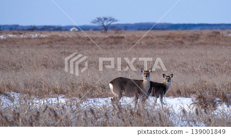 Wild Ezo deer thrive in winter on the Notsuke Peninsula in Betsukai Town, Hokkaido. Wild Ezo deer thrive in winter on the Notsuke Peninsula in Betsukai Town, Hokkaido. 139001849