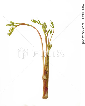 Japanese angelica tree (Yama-udo) - Studio Photography Japanese angelica tree (Yama-udo) - Studio Photography 139001862